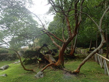 Trees growing on landscape