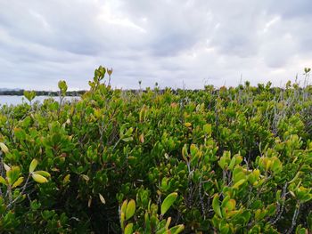 Close-up of plants growing on field against sky