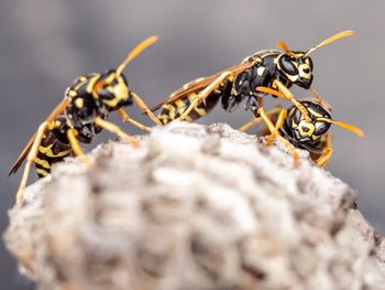 Close-up of honey bee