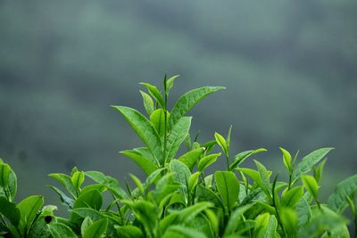 Close-up of plant growing on land