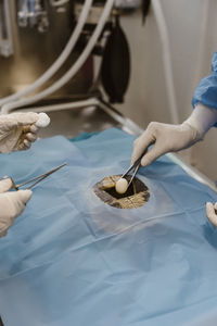 Animal surgeons putting cotton balls while performing surgery in operating room at hospital