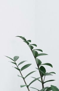 Close-up of plant against white background