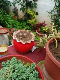 High angle view of vegetables on table