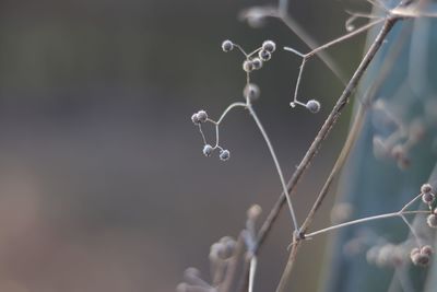 Close-up of twig