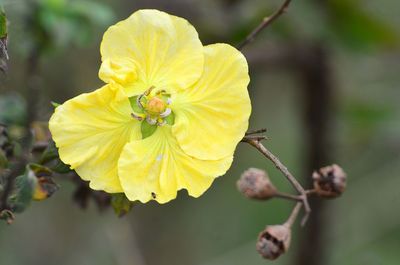 Close-up of yellow rose flower