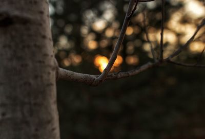 Close-up of branch at night