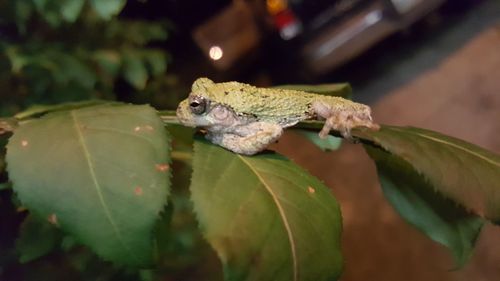 Close-up of lizard