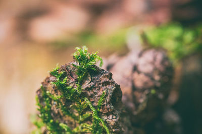 Close-up of moss growing on rock