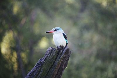 Close-up of bird perching on wooden post