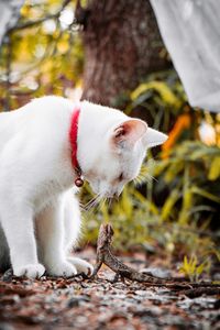 Cat standing on field