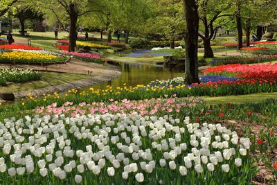 Multi colored tulips blooming outdoors