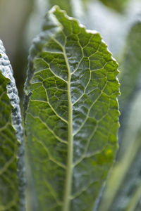 Close-up of green leaf