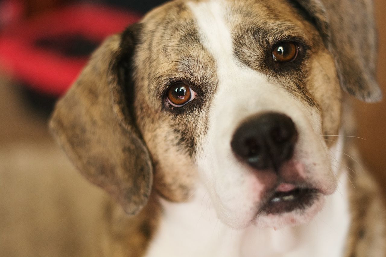 pets, dog, domestic animals, animal themes, one animal, portrait, looking at camera, mammal, close-up, indoors, animal head, focus on foreground, selective focus, no people, animal body part, snout, puppy, cute, sticking out tongue