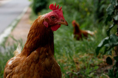 Chicken on the road 