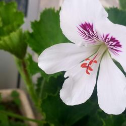 Close-up of white flower blooming on tree