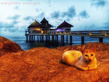 View of a cat in the water