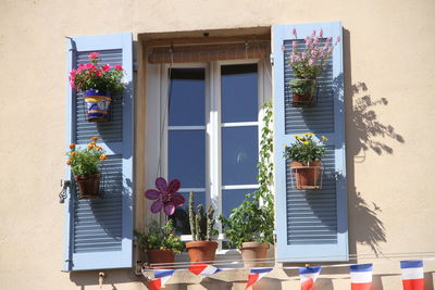 Potted plant on window sill