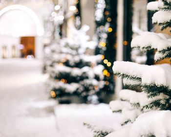 Close up of snow covered plant