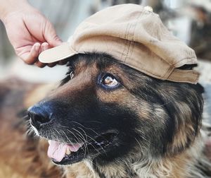 Close-up of dog looking away