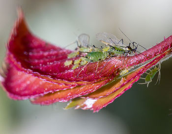 Close-up of wet red rose flower