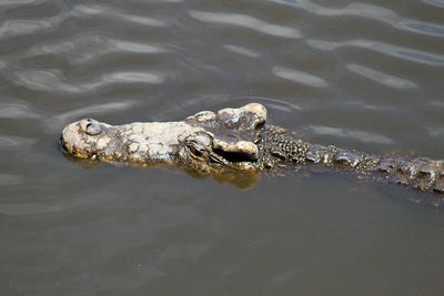 High angle view of turtle swimming in water