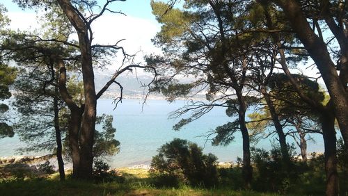 Trees by sea against sky