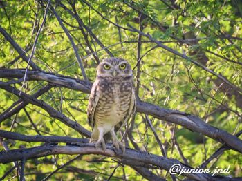 Low angle view of owl perching on tree