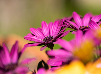 Close-up of pink flowers