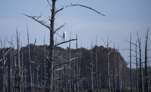 Low angle view of bare trees on field against sky