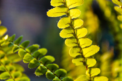 Close-up of yellow plant