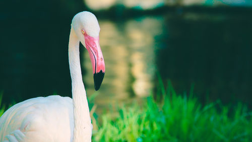 Close-up of a bird