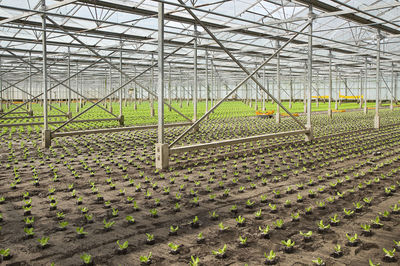 Railroad in greenhouse