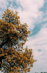 Low angle view of trees against sky