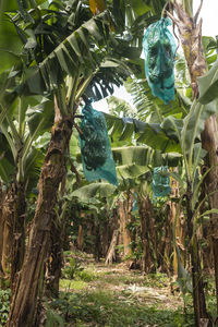 Trees growing in farm