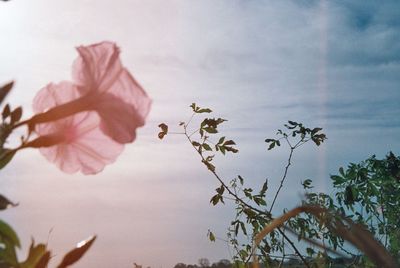 Close-up of flowers blooming on tree against sky