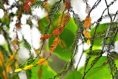 Low angle view of pine tree