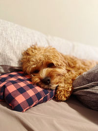 Close-up of dog relaxing on bed at home