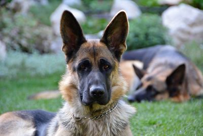 Close-up portrait of dog in grass