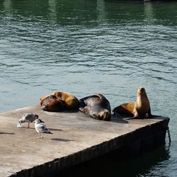 High angle view of ducks in water