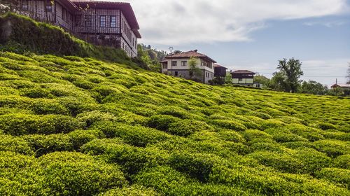 Plants growing on field by building against sky