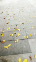 High angle view of leaves on footpath