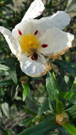 Close-up of white flower