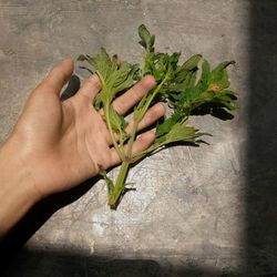 Midsection of person holding leaves on plant