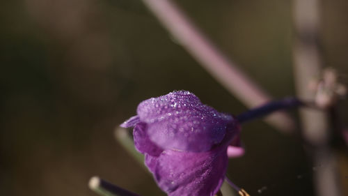Close-up of raindrops on purple flowering plant