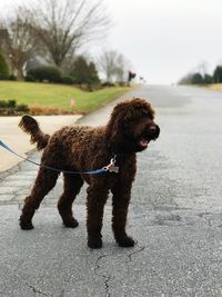 Dog on road against sky