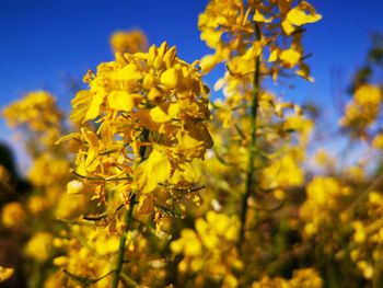 Close-up of yellow flowering plant against sky