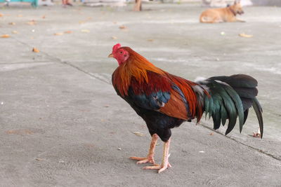 Close-up of rooster