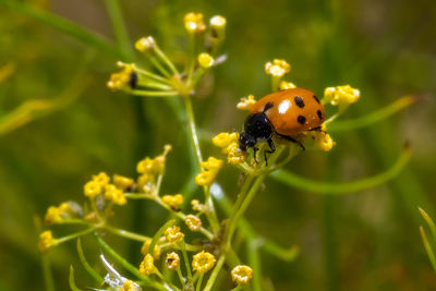 Close-up of ladybug on flower