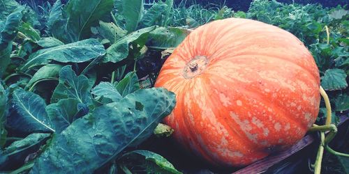 High angle view of pumpkins on field