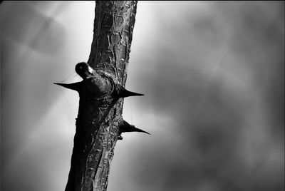 Close-up of bird flying against the sky